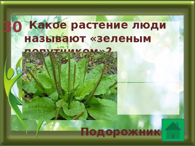  Какое растение люди называют «зеленым попутчиком»? 30 Подорожник. 