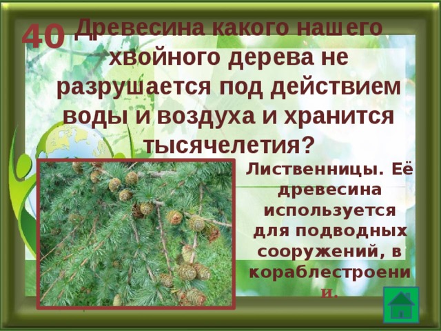 Древесина какого нашего хвойного дерева не разрушается под действием воды и воздуха и хранится тысячелетия? 40 Лиственницы. Её древесина используется для подводных сооружений, в кораблестроени и.  