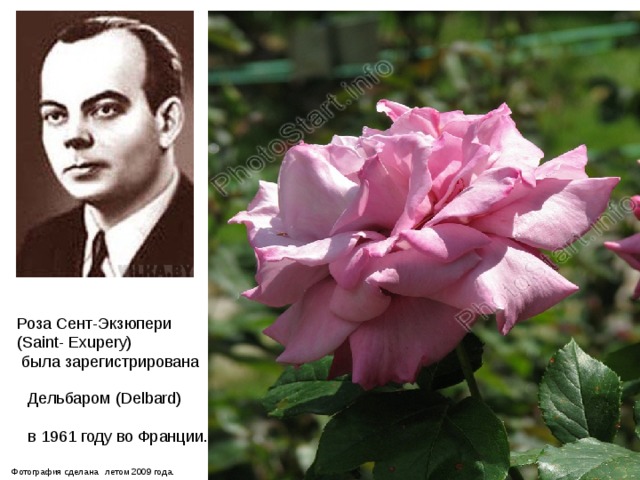Дельбаром (Delbard) в 1961 году во Франции. Роза Сент-Экзюпери (Saint- Exupery)  была зарегистрирована Фотография сделана  летом 2009 года. 