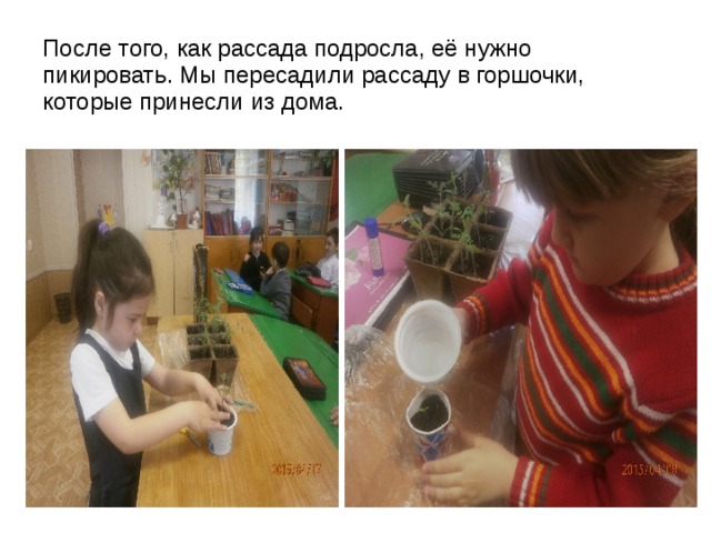 После того, как рассада подросла, её нужно пикировать. Мы пересадили рассаду в горшочки, которые принесли из дома. 