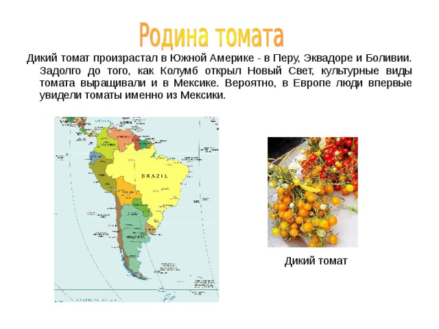  Дикий томат произрастал в Южной Америке - в Перу, Эквадоре и Боливии. Задолго до того, как Колумб открыл Новый Свет, культурные виды томата выращивали и в Мексике. Вероятно, в Европе люди впервые увидели томаты именно из Мексики.  Дикий томат 