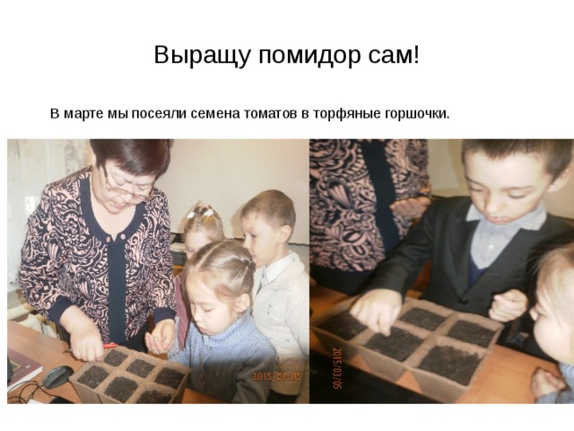 Выращу помидор сам!  В марте мы посеяли семена томатов в торфяные горшочки. 