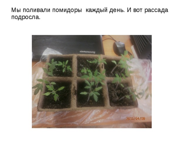Мы поливали помидоры каждый день. И вот рассада подросла. 