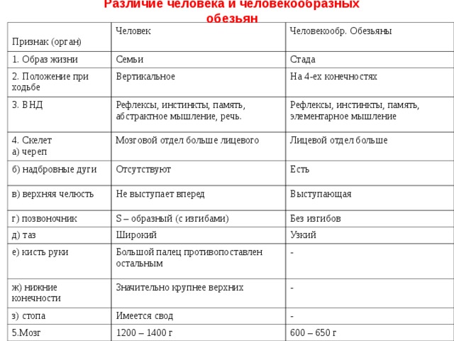 Различие человека и человекообразных обезьян Признак (орган) Человек 1. Образ жизни Человекообр. Обезьяны Семьи 2. Положение при ходьбе Стада Вертикальное 3. ВНД 4. Скелет а) череп Рефлексы, инстинкты, память, абстрактное мышление, речь. На 4-ех конечностях Рефлексы, инстинкты, память, элементарное мышление Мозговой отдел больше лицевого б) надбровные дуги Лицевой отдел больше Отсутствуют в) верхняя челюсть г) позвоночник Не выступает вперед Есть д) таз Выступающая S – образный (с изгибами) Без изгибов Широкий е) кисть руки Узкий Большой палец противопоставлен остальным ж) нижние конечности - Значительно крупнее верхних з) стопа - Имеется свод 5.Мозг - 1200 – 1400 г 600 – 650 г