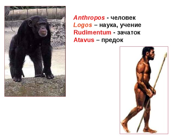 Anthropos -  человек Logos – наука, учение Rudimentum - зачаток Atavus – предок