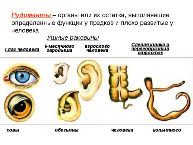 Рудименты – органы или их остатки, выполнявшие определенные функции у предков и плохо развитые у человека Ушные раковины Слепая кишка и червеобразный отросток 6-месячного зародыша взрослого человека Глаз человека совы обезьяны человека копытного