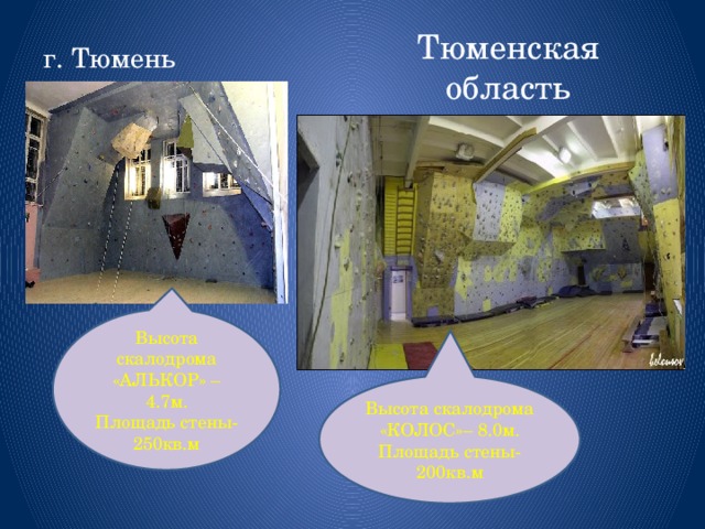 Тюменская область г. Тюмень Высота скалодрома «АЛЬКОР» – 4.7м. Площадь стены-250кв.м Высота скалодрома «КОЛОС»– 8.0м. Площадь стены-200кв.м 