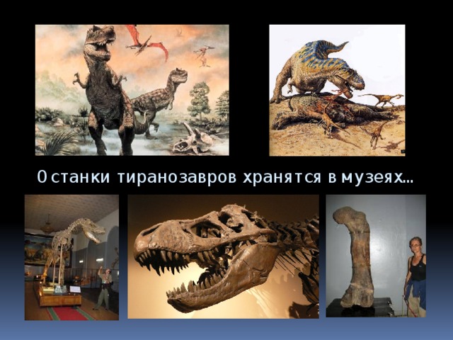 Останки тиранозавров хранятся в музеях… 