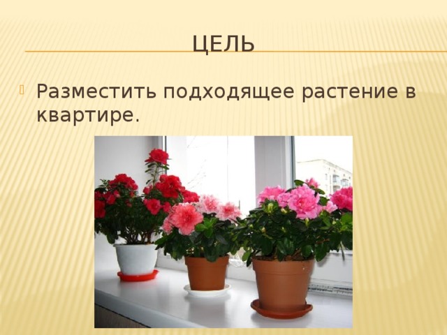 Цель Разместить подходящее растение в квартире. 