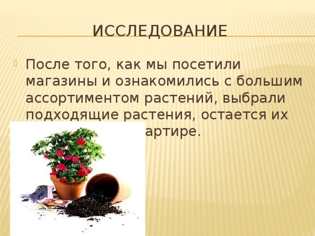 Исследование После того, как мы посетили магазины и ознакомились с большим ассортиментом растений, выбрали подходящие растения, остается их разместить в квартире. 