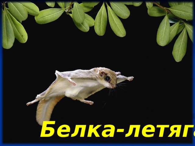Белка-летяга 