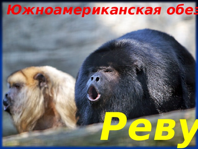 Южноамериканская обезьяна Ревун 