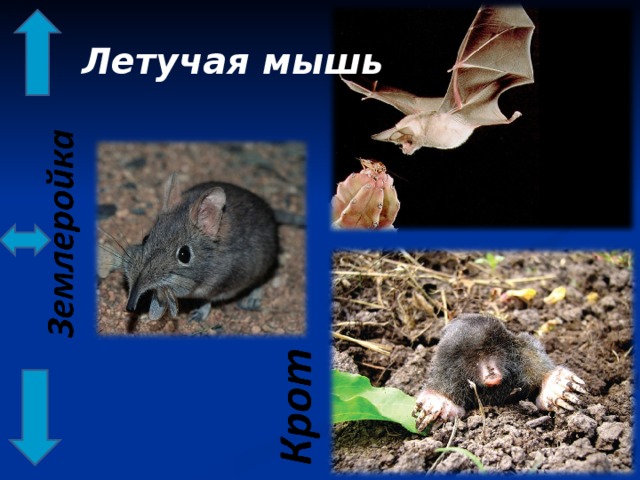 Летучая мышь 