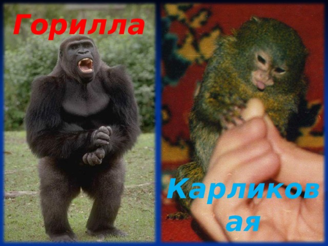 Горилла Карликовая игрунка 