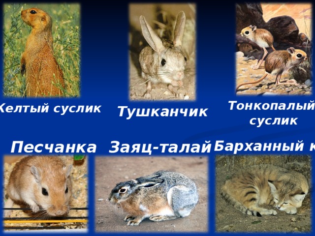 Тонкопалый суслик Желтый суслик Тушканчик Барханный кот Заяц-талай Песчанка 