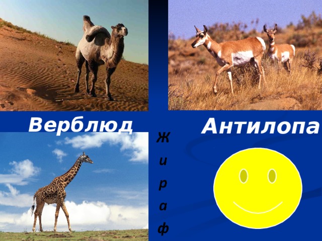 Верблюд Антилопа 