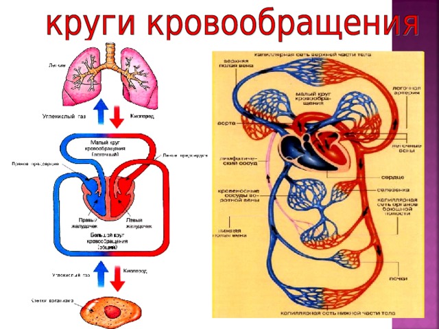 В малом круге кровообращения кровь (бедная кислородом) из правого желудочка выбрасывается в легочный ствол, разделяющийся на две легочные артерии, чтобы она освободилась от углекислого газа, насытилась кислородом и вернулась в левое предсердие. В большом круге кровообращения: левый желудочек выбрасывает кровь, обогащенную кислородом и питательными веществами, в аорту, откуда она поступает по артериям во все ткани организма, где через капилляры обогащает ткани кислородом и питательными веществами, а затем по венам возвращается к сердцу, а оттуда в легкие. углек 5 
