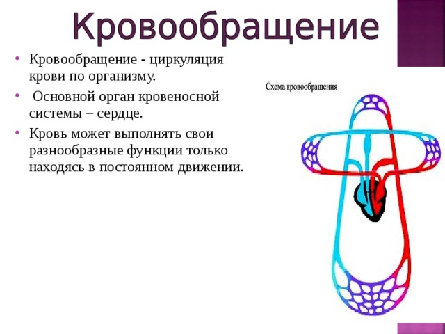 Кровообращение - циркуляция крови по организму.  Основной орган кровеносной системы – сердце. Кровь может выполнять свои разнообразные функции только находясь в постоянном движении. 