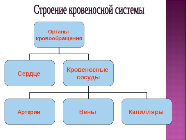 Органы кровообращения Сердце  Кровеносные сосуды Артерии  Вены  Капилляры  