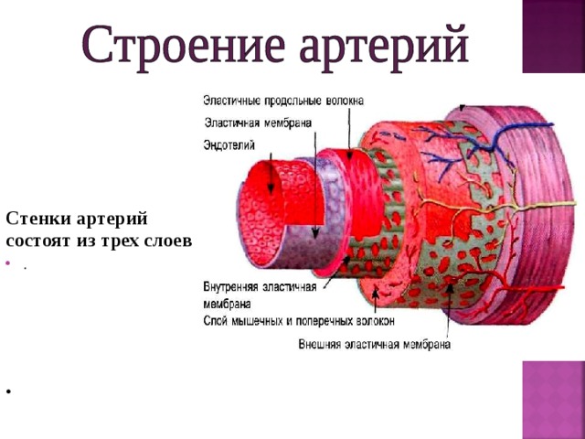         Стенки артерий состоят из трех слоев . 