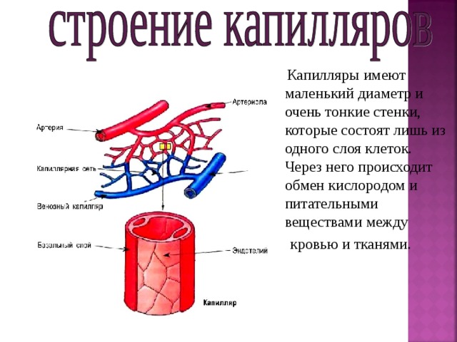  Капилляры имеют маленький диаметр и очень тонкие стенки, которые состоят лишь из одного слоя клеток. Через него происходит обмен кислородом и питательными веществами между  кровью и тканями. 