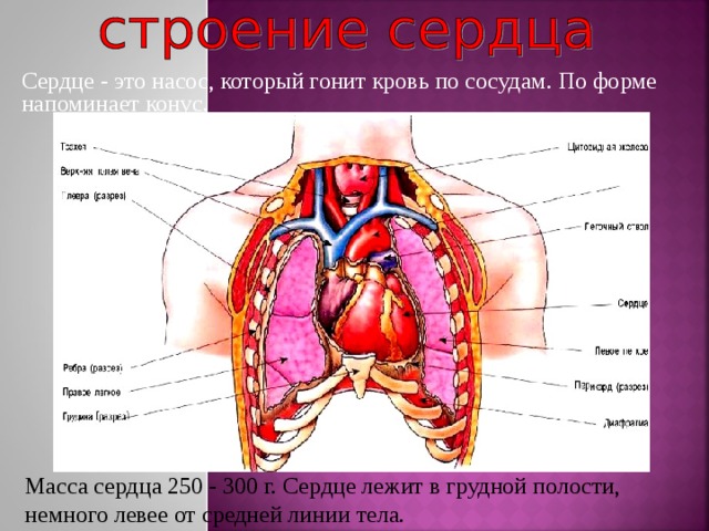 Сердце - это насос, который гонит кровь по сосудам. По форме напоминает конус. Масса сердца 250 - 300 г. Сердце лежит в грудной полости, немного левее от средней линии тела. 