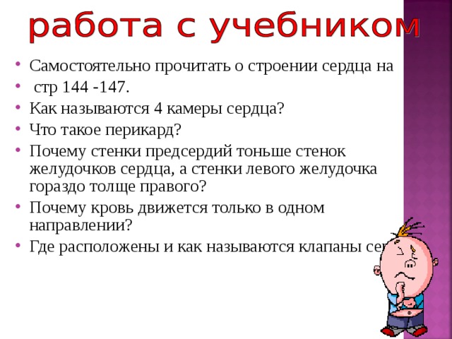 Самостоятельно прочитать о строении сердца на  стр 144 -147. Как называются 4 камеры сердца? Что такое перикард? Почему стенки предсердий тоньше стенок желудочков сердца, а стенки левого желудочка гораздо толще правого? Почему кровь движется только в одном направлении? Где расположены и как называются клапаны сердца?  