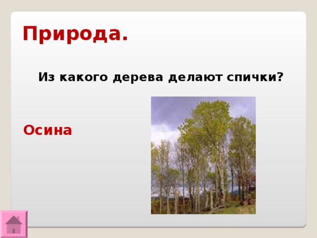 Природа. Из какого дерева делают спички? Осина 