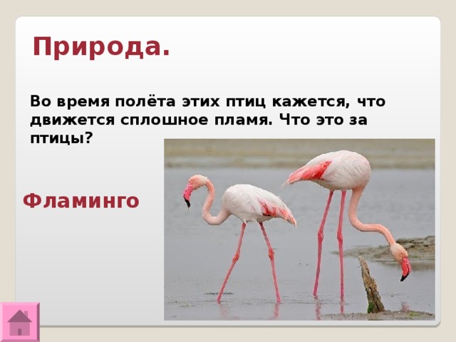 Природа. Во время полёта этих птиц кажется, что движется сплошное пламя. Что это за птицы? Фламинго 