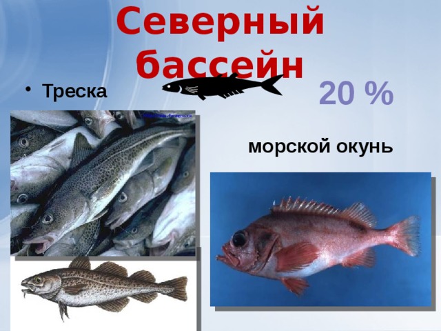Северный бассейн 20 % Треска   морской окунь 