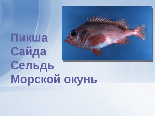 Пикша Сайда Сельдь Морской окунь 