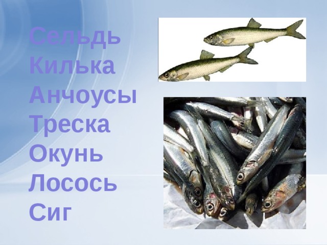 Сельдь Килька Анчоусы Треска Окунь Лосось Сиг 