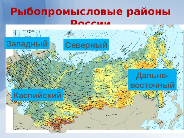 Рыбопромысловые районы России Западный Северный Дальне- восточный Каспийский 