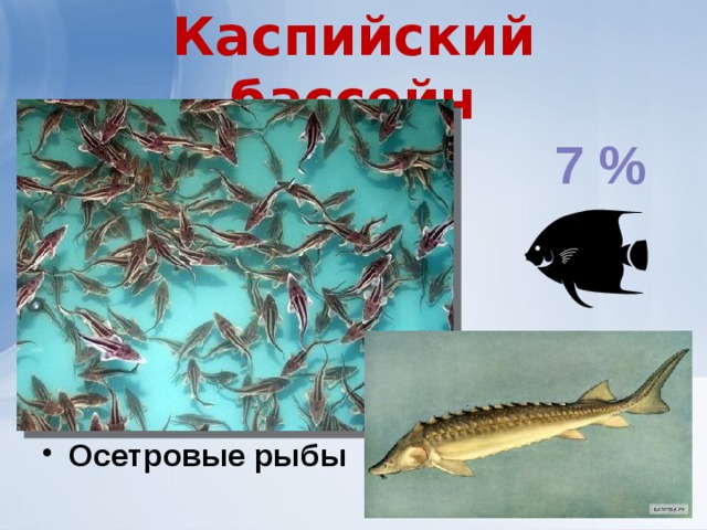 Каспийский бассейн Осетровые рыбы 7 % 