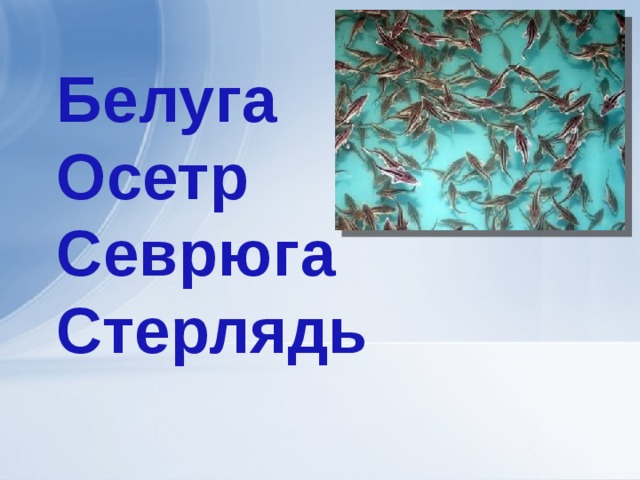 Белуга Осетр Севрюга Стерлядь 