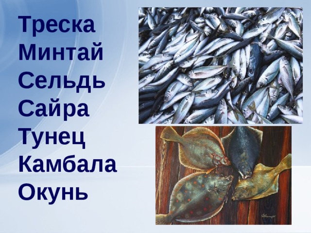 Треска Минтай  Сельдь Сайра Тунец Камбала Окунь   