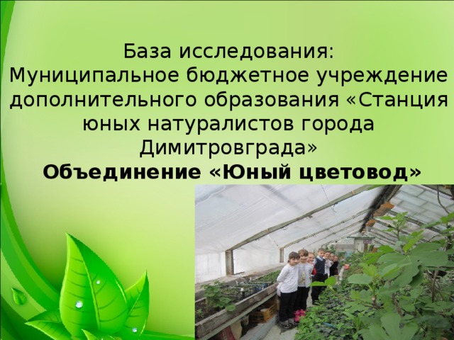 База исследования: Муниципальное бюджетное учреждение дополнительного образования «Станция юных натуралистов города Димитровграда»  Объединение «Юный цветовод» 