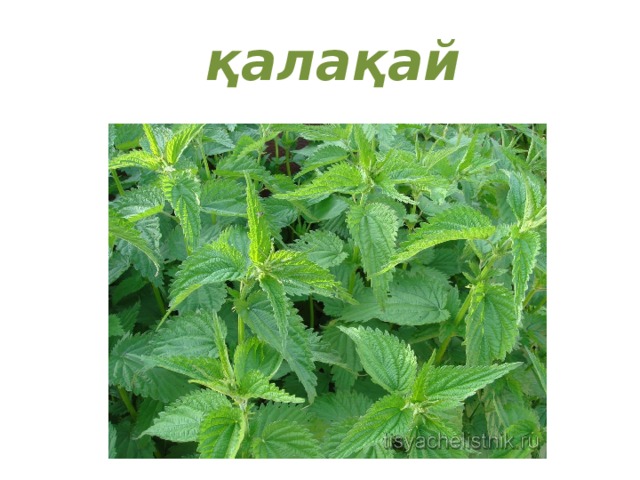 қалақай 