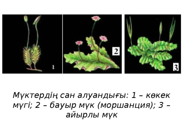 Мүктердің сан алуандығы: 1 – көкек мүгі; 2 – бауыр мүк (моршанция); 3 – айырлы мүк 