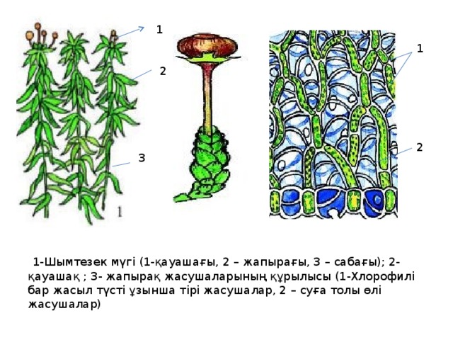 1 1 2 2 3   1-Шымтезек мүгі (1-қауашағы, 2 – жапырағы, 3 – сабағы); 2-қауашақ ; 3- жапырақ жасушаларының құрылысы (1-Хлорофилі бар жасыл түсті ұзынша тірі жасушалар, 2 – суға толы өлі жасушалар) 