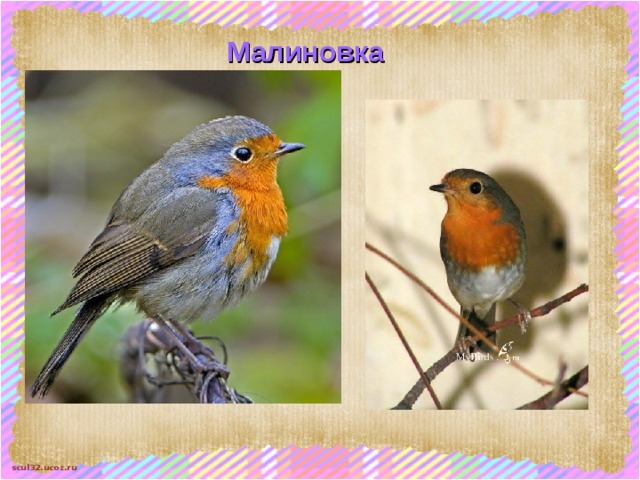 Малиновка 