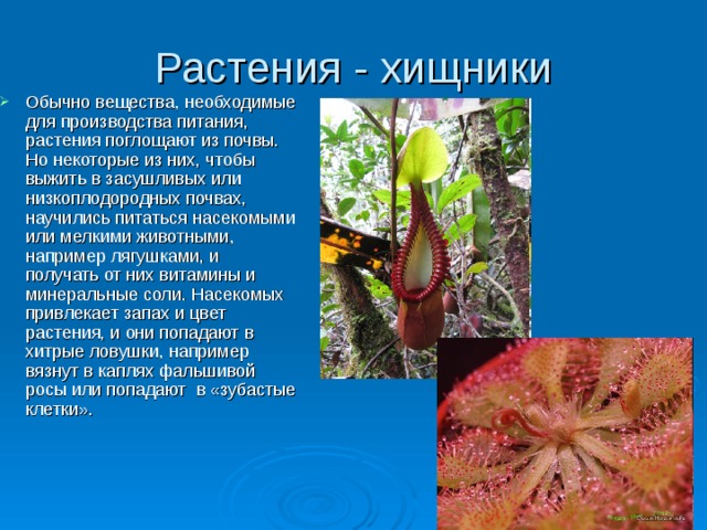 Растения - хищники Обычно вещества, необходимые для производства питания, растения поглощают из почвы. Но некоторые из них, чтобы выжить в засушливых или низкоплодородных почвах, научились питаться насекомыми или мелкими животными, например лягушками, и получать от них витамины и минеральные соли. Насекомых привлекает запах и цвет растения, и они попадают в хитрые ловушки, например вязнут в каплях фальшивой росы или попадают в «зубастые клетки».  