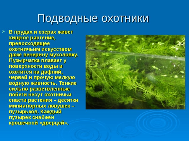 Подводные охотники В прудах и озерах живет хищное растение, превосходящее охотничьим искусством даже венерину мухоловку. Пузырчатка плавает у поверхности воды и охотится на дафний, червей и прочую мелкую водную живность. Тонкие сильно разветвленные побеги несут охотничьи снасти растения – десятки миниатюрных ловушек – пузырьков. Каждый пузырек снабжен крошечной «дверцей».  