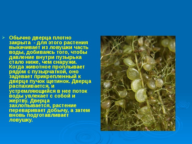 Обычно дверца плотно закрыта - для этого растения выкачивает из ловушки часть воды, добиваясь того, чтобы давление внутри пузырька стало ниже, чем снаружи. Когда животное проплывает рядом с пузырчаткой, оно задевает прикрепленный к дверце пучок щетинок. Дверца распахивается, и устремляющийся в нее поток воды увлекает с собой и жертву. Дверца захлопывается, растение переваривает добычу, а затем вновь подготавливает ловушку.   