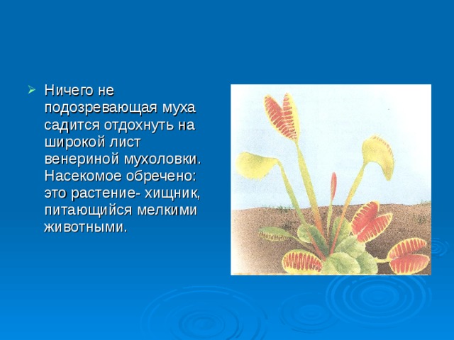 Ничего не подозревающая муха садится отдохнуть на широкой лист венериной мухоловки. Насекомое обречено: это растение- хищник, питающийся мелкими животными.  