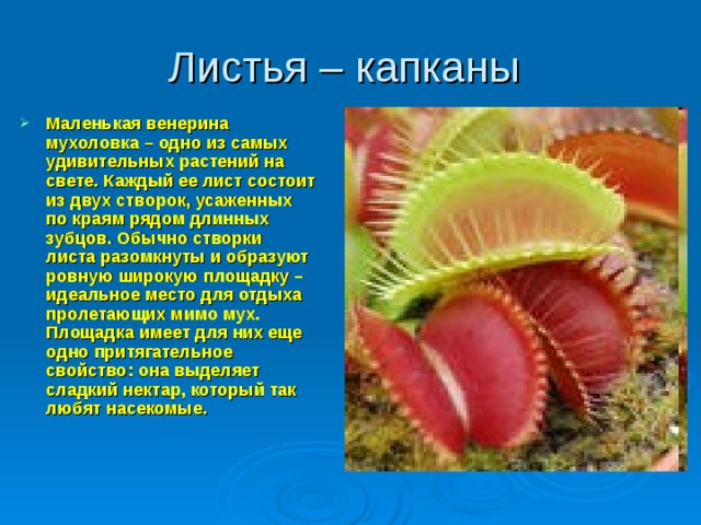 Листья – капканы Маленькая венерина мухоловка – одно из самых удивительных растений на свете. Каждый ее лист состоит из двух створок, усаженных по краям рядом длинных зубцов. Обычно створки листа разомкнуты и образуют ровную широкую площадку – идеальное место для отдыха пролетающих мимо мух. Площадка имеет для них еще одно притягательное свойство: она выделяет сладкий нектар, который так любят насекомые.  