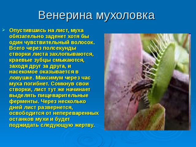 Венерина мухоловка Опустившись на лист, муха обязательно заденет хотя бы один чувствительный волосок. Всего через полсекунды створки листа захлопываются, краевые зубцы смыкаются, заходя друг за друга, и насекомое оказывается в ловушке. Максимум через час муха погибнет. Сомкнув свои створки, лист тут же начинает выделять пищеварительные ферменты. Через несколько дней лист развернется, освободится от непереваренных останков мухи и будет поджидать следующую жертву.  