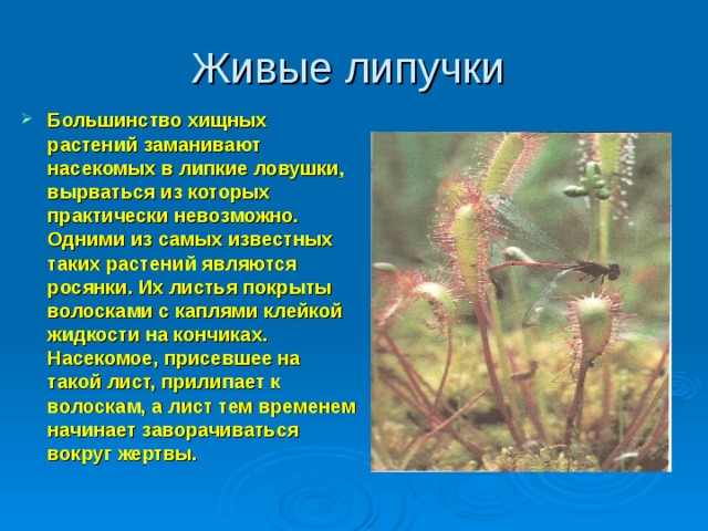Живые липучки Большинство хищных растений заманивают насекомых в липкие ловушки, вырваться из которых практически невозможно. Одними из самых известных таких растений являются росянки. Их листья покрыты волосками с каплями клейкой жидкости на кончиках. Насекомое, присевшее на такой лист, прилипает к волоскам, а лист тем временем начинает заворачиваться вокруг жертвы.  