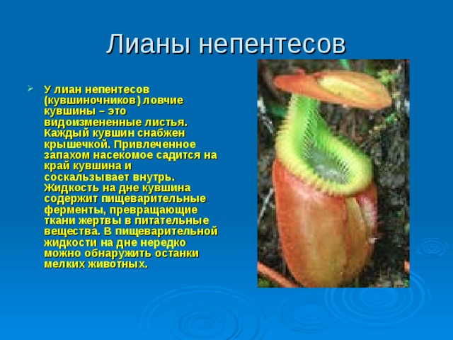 Лианы непентесов У лиан непентесов (кувшиночников) ловчие кувшины – это видоизмененные листья. Каждый кувшин снабжен крышечкой. Привлеченное запахом насекомое садится на край кувшина и соскальзывает внутрь. Жидкость на дне кувшина содержит пищеварительные ферменты, превращающие ткани жертвы в питательные вещества. В пищеварительной жидкости на дне нередко можно обнаружить останки мелких животных.   