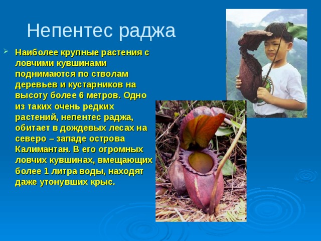 Непентес раджа Наиболее крупные растения с ловчими кувшинами поднимаются по стволам деревьев и кустарников на высоту более 6 метров. Одно из таких очень редких растений, непентес раджа, обитает в дождевых лесах на северо – западе острова Калимантан. В его огромных ловчих кувшинах, вмещающих более 1 литра воды, находят даже утонувших крыс.  